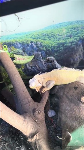 Albino Iguana Inside Noah’s Ark Amaya CDO 😳🦎 Rare White Lizard Up Close View