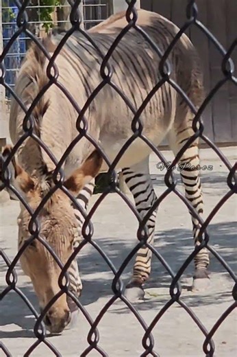 This Animal Looks Like a Horse with Zebra Stripes!