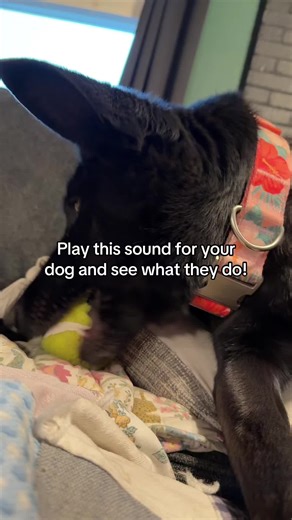 Play this sound for your dog and see what they do! #playthissoundforyourdog #foryourdog #fyp #funny #soundsfordogschallenge #dogs #dogreaction