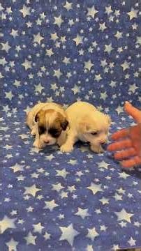 Coton de Tulear Puppies For Sale - Sunshine 6/29/26