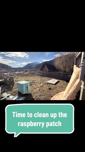 Just me out here cleaning up the raspberry patch like summer isn’t already on my mind. 🌿☀️ #gardentok #raspberrypatch #springreset #homesteadish #mckayadventures