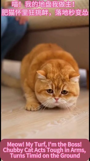 萌宠计划：“喵！我的地盘！我是老大！”肥猫空中狂挑衅，落地秒变怂Cute Pet Mission:Meow! My Turf I’m the Boss! Chubby Cat Acts in Arms