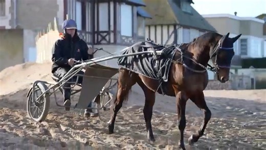 📹 Des images d'Hokkaido Jiel ! 🔵🟡 Le lauréat du Prix d'Amérique Legend Race a pris du bon temps sur la plage de Blonville-sur-Mer dans le Calvados, trois jours après son sacre. 👀 Bientôt d'autres images à venir le concernant... | Equidia