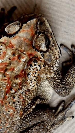 clip-4134708843-close-up-footage-javanese-toad-commonly-known-indonesia