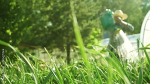 Female senior farmer working in her garden watering vegetables, bushes and herbs growing. 80 years old woman using watering can, authentic real video.