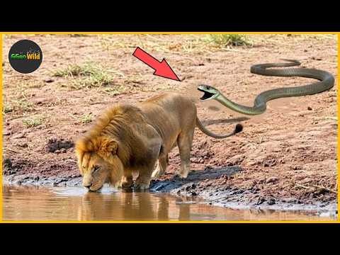 Most Terrifying Snake Attacks Caught On Camera | Wild Animals