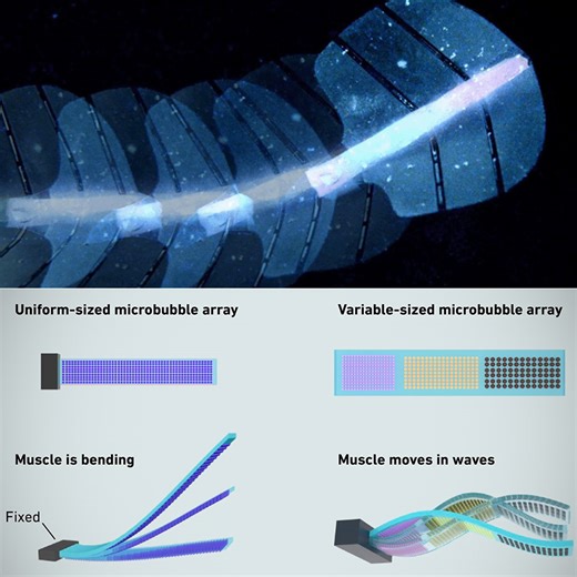 Sound-Powered Artificial Muscles Bring Soft Robots Closer to Reality