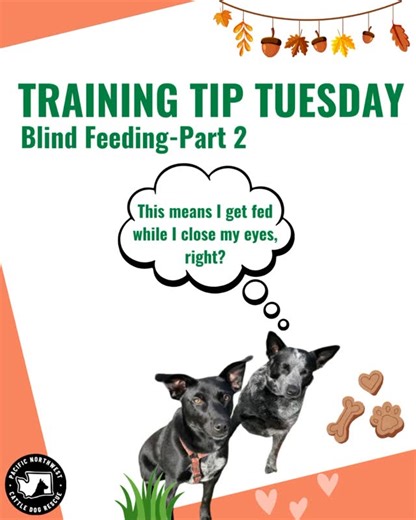 This next step builds on the treat delivery skills you just practiced. It adds a simple mental task to the mix, helping you improve your ability to stay focused on the environment around you while continuing to calmly reward your dog. The real focus here is on two things at once: feeding your dog without looking and identifying hand signals from a person in front of you. This exercise can be surprisingly tricky at first, but over time, it helps build coordination and the ability to maintain calm