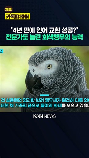 Parrot That Only Spoke English Makes Dramatic Comeback and Shouts an 'Unexpected Language'? / KNN