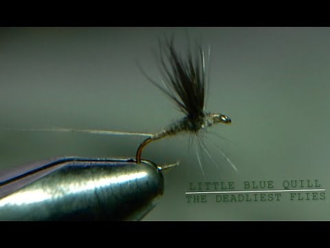 FLY TYING-LITTLE BLUE QUILL-THE DEADLIEST FLIES