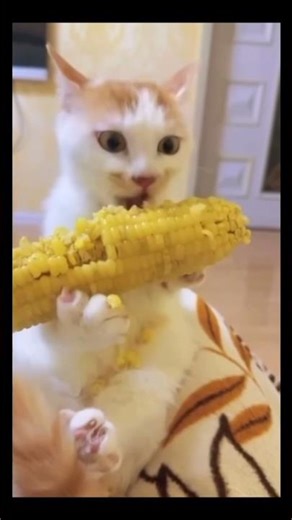 YOU WON’T STOP WATCHING THESE CATS 😻