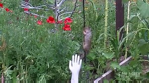 144K views · 511 reactions | We have some funny animal fails here for you. Enjoy! | Funny Videos | Facebook