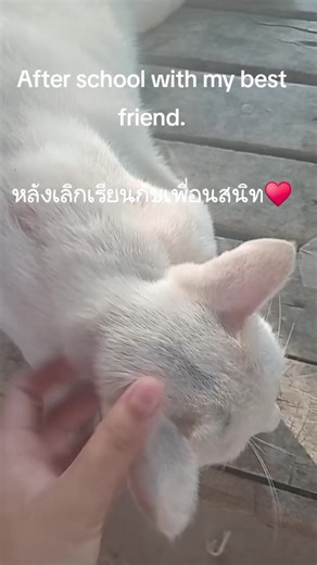 #ดันขึ้นฟีดที #ฟีดดดシ #เปิดการมองเห็น #คริปvlog #1วันหลังเลิกเรียน