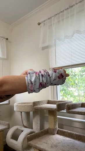 38 reactions | BC8PQQRQ_R #3southern #tiktok #cats #love #viralreels | Chisel.Me.Timbers by Davey Jones | Facebook