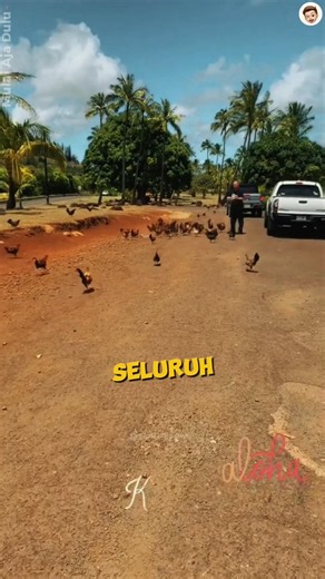 So the Chicken Island Actually Exists 🐔 #videoshort