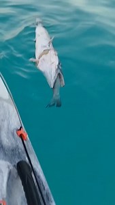 118 reactions · 5 comments | Barracuda eat Fish can't swallow  #JohnFishingAdventure | John Fishing Adventure | Facebook