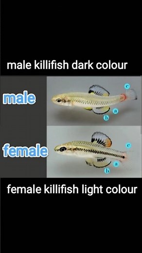 how to identify male and female killifish // Killifish male and female different #aquariumfish