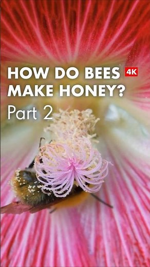 How Do Bees Make Honey? 🍯🐝 The Amazing Process Explained! Pt 2