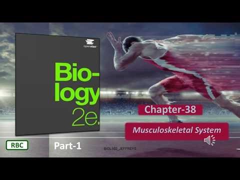 MUSCULOSKELETAL SYSTEM - PART 1