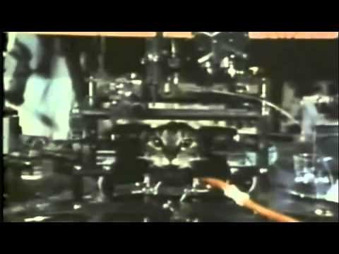 Hubel & Wiesel 2: Cat Experiment