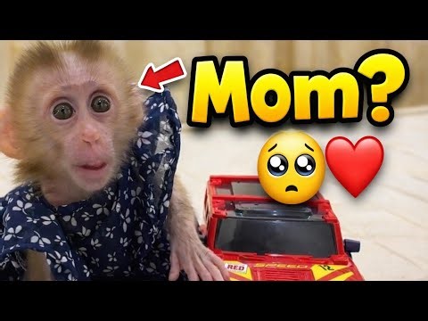 Selena Ignores Ball 🥺 | Cute Baby Monkey Wants Only Mom’s Attention 🐒❤️