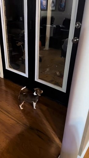 We ride at dawn!! #pug #howl #beagle #sushi | Sushis.Mom