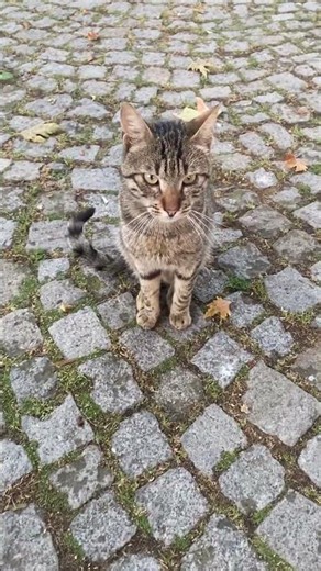The tabby cat with long whiskers in the park #shorts #cat #cats #kitten