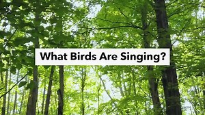 2.3K reactions · 447 shares | Our #1 most requested feature is here: bird song ID! (Turn on sound!) Try out sound ID now with our free app Merlin Bird ID: https://hubs.la/Q017HHXk0 | Cornell Lab of Ornithology | Facebook
