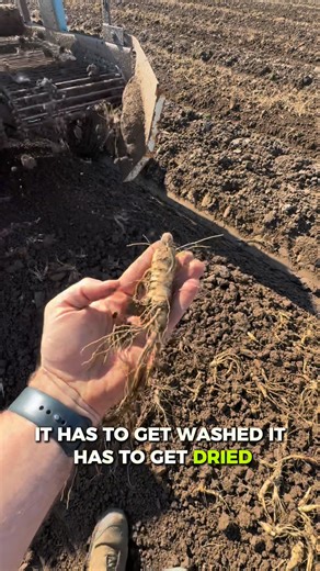 Wisconsin ginseng harvest 2025. Here’s a short clip of how we dig/harvest ginseng. #wisconsinginseng #ginseng #harvest #ginsengharvest #specialty | The Digital Farmer