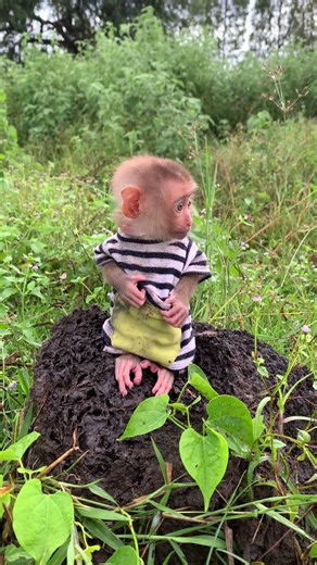#monkey #babymonkey #cute #adoreble #adorably #funny #monkeybaby #adorable