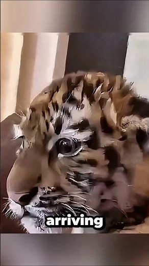This Man Rescued a Tiny Cub. What It Grew Into Will Shock You! 🐾✨ #amazinganimals #babyanimals