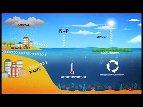 Harmful Algal Blooms (HAB)