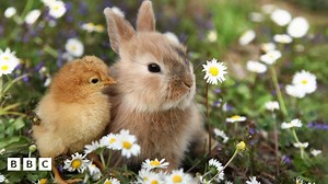 How much do you know about the animals of Spring