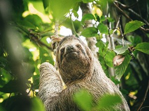 Why are sloths so slow? The science behind their sluggish lifestyle
