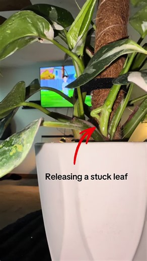Help Stuck Plant Leaves or Leave Them Be? Quick Care Tips