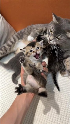 🐱 Mother Cat Protects Her Kitten with Pure Love ❤️🥹 #shorts #cat
