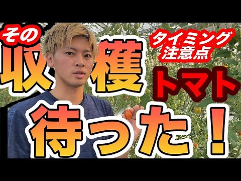 【中玉・ミニトマト】今後の成長を左右する収穫方法！タイミングや収穫前に行うこと・注意点を説明！