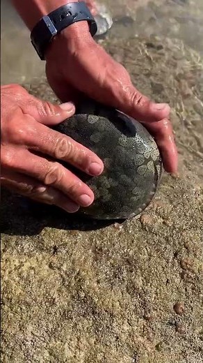 Giant Sea Snail Surprise: The Hidden Predator Within.