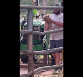 Piglet Has Hilarious, and Ear-Splitting, Response to Being Picked Up