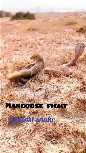 🐍 Mongoose Fight Against Snake | Epic Battle |