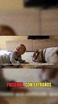 Is it really dangerous to live with an American Bulldog? #dogs #pets #truth