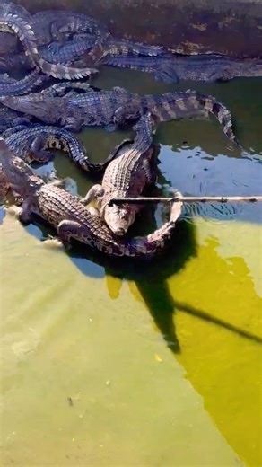 They shocked the crocodile with electricity and knocked it unconscious.#funny #crocodile #shortvideo