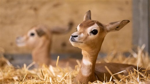 After 18 exhausting months, Columbus Zoo striving to be among best in US for wildlife| CEO