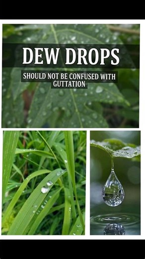 "Dew droplets — should not be confused with guttation" #botanylovers #plantscience #gardening#shorts