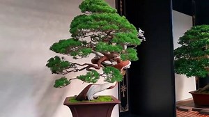 Bonsai Exhibition 2021 in japan