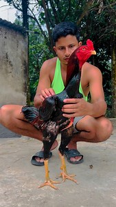 45K views · 2.2K reactions | High quality aseel #foryou | Java Aseel | Facebook