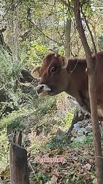 Symptoms Of Rabies in Cow