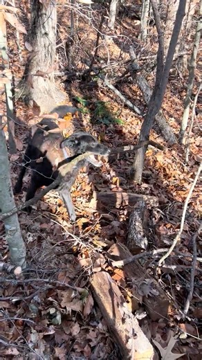 The struggle is real. Problem: stick too long Puppy dog solution: pull until it snaps #doglife