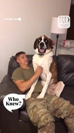 The Power of Scritches for Dogs Explained