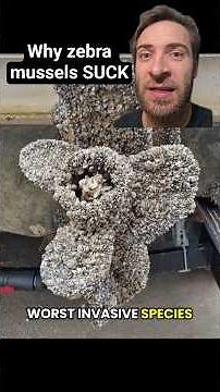 Zebra mussels are HORRIBLE